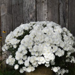 A white flower pot in the garden