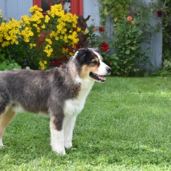 An Australian shepherd dog in the garden