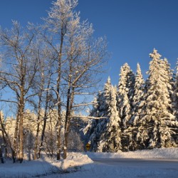 A frosty forest in winter