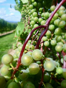 vineyard grapes