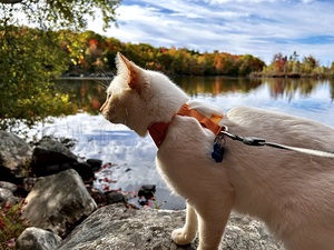 The purr-fect autumn view