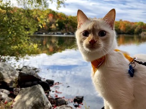Striking a Cat-ivating Pose 