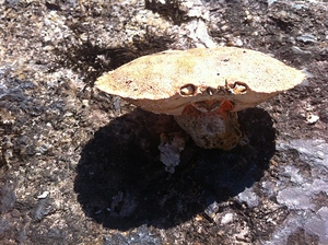 Too much time in the sun 