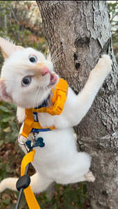 Tree climbing Kitty