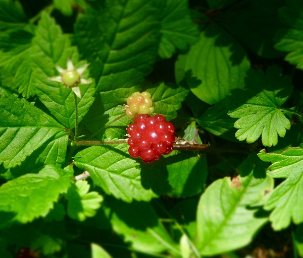 Wild Raspberry  by Creative Expressions
