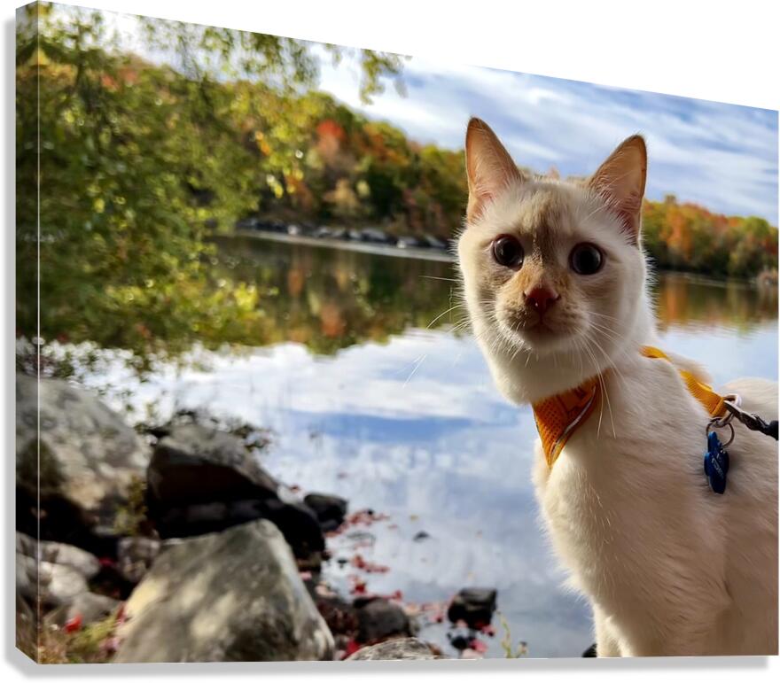 Striking a Cat-ivating Pose  Canvas Print