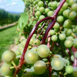 vineyard grapes