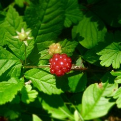 Wild Raspberry 