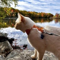 The purr-fect autumn view