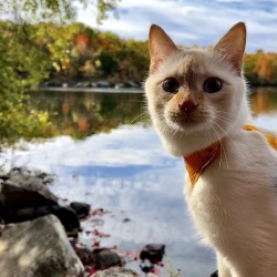 Striking a Cat-ivating Pose 
