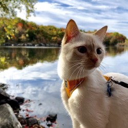 Thanksgiving Muse