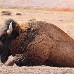 Bison out west