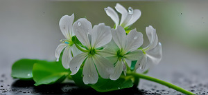 Silent Bloom in Rainlight 4