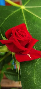 The red Rose 4