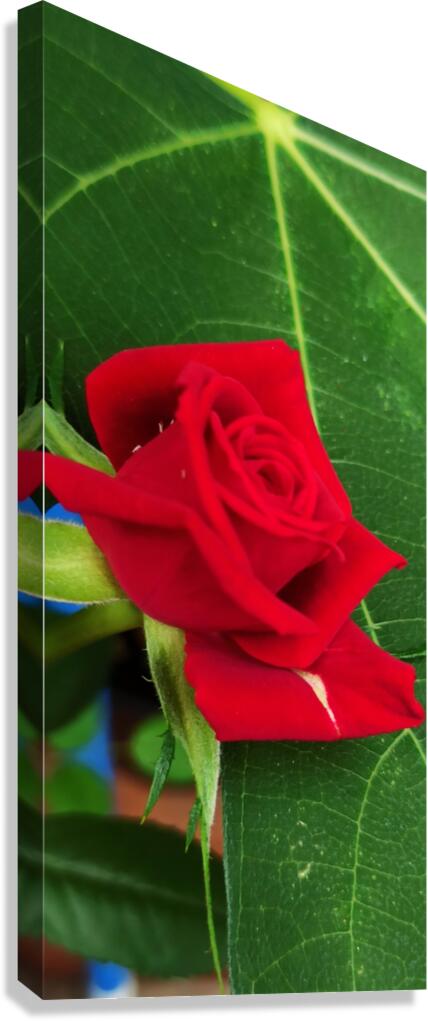 The red rose  Canvas Print