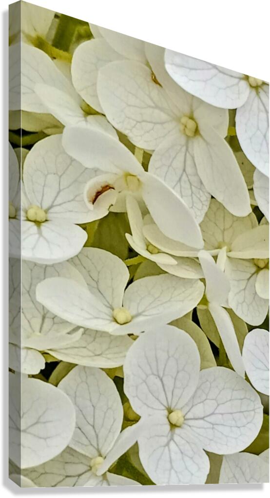 Hydrangea flowers 2 Canvas Print
