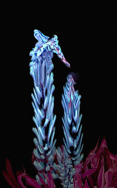 Mystical Sea Horse by Tracy Currie ~ Digital Photo Artist