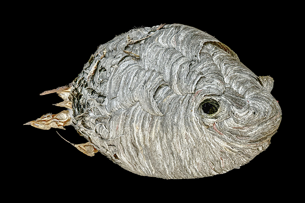 Hornet Fish by Tracy Currie ~ Digital Photo Artist
