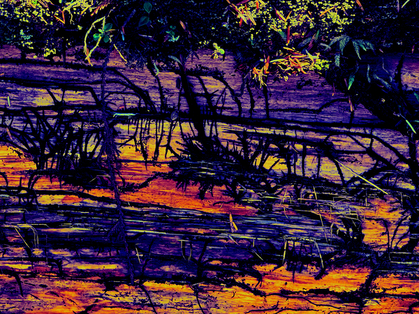 Beetle Bark Gallery Print