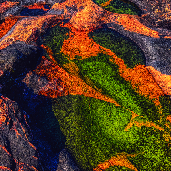 Jurassic Bird in Orange by Tracy Currie ~ Digital Photo Artist