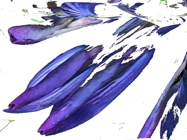Crazy Lupin by Tracy Currie ~ Digital Photo Artist