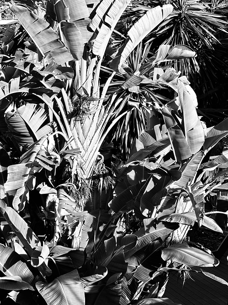 Tropical Shadows by Tracy Currie ~ Digital Photo Artist