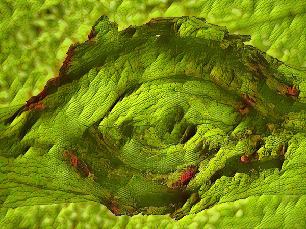 Dragon Eye by Tracy Currie ~ Digital Photo Artist