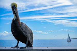 Sitting Pelican