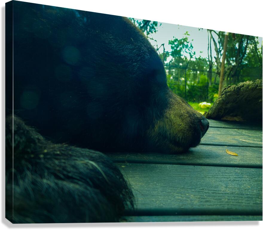 Bear On Deck Canvas Print