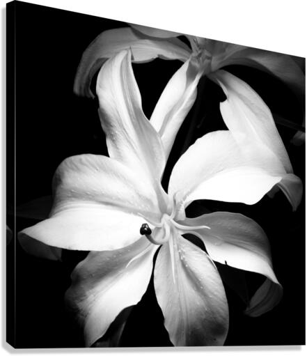 The Lilly Canvas Print