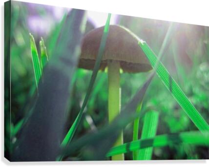 Mushroom 4 Canvas Print