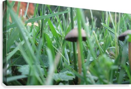 Mushroom 3 Canvas Print