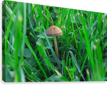 Mushroom 2 Canvas Print