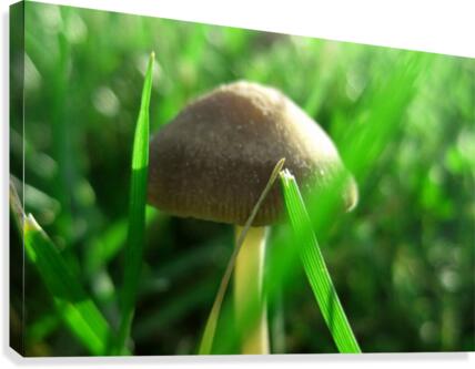 Mushroom Canvas Print