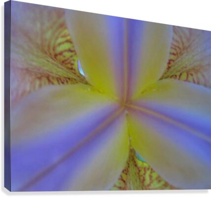 Inside The Iris Canvas Print