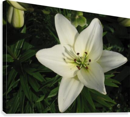 Easter Lily Canvas Print