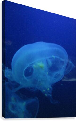 Moon Jelly Canvas Print