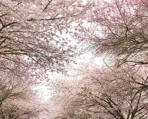 Pink Canopy