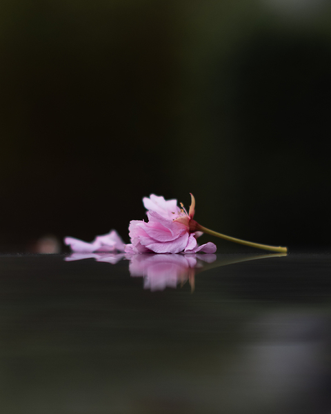 Sleeping Beauty Print