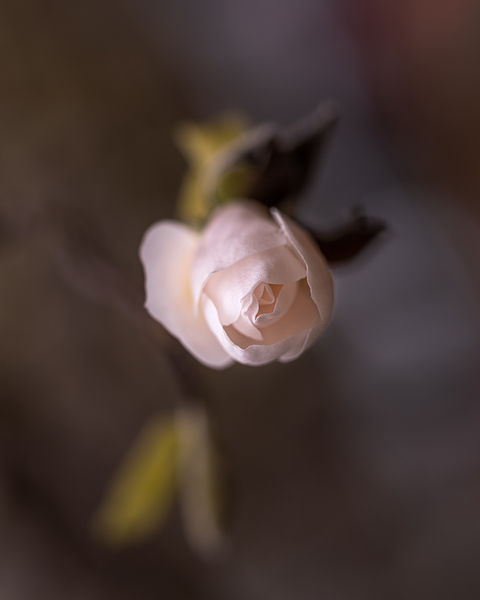 New Beginnings Print