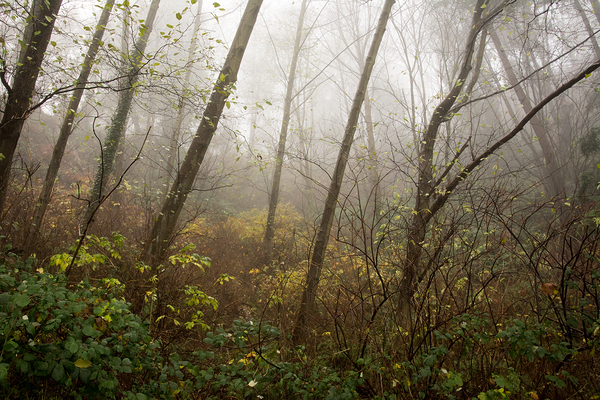 The Enchanted Forest Print