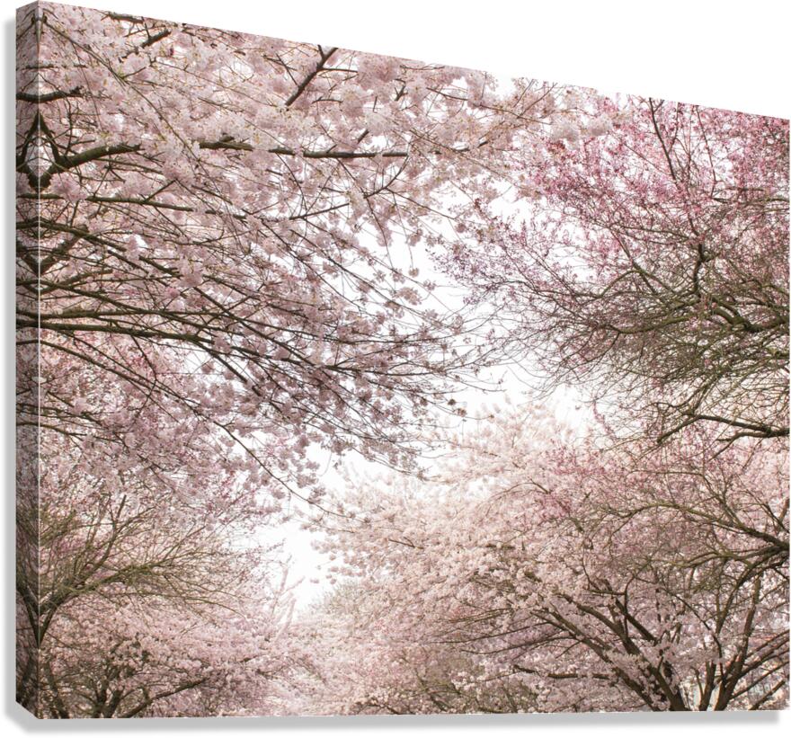 Pink Canopy Canvas Print