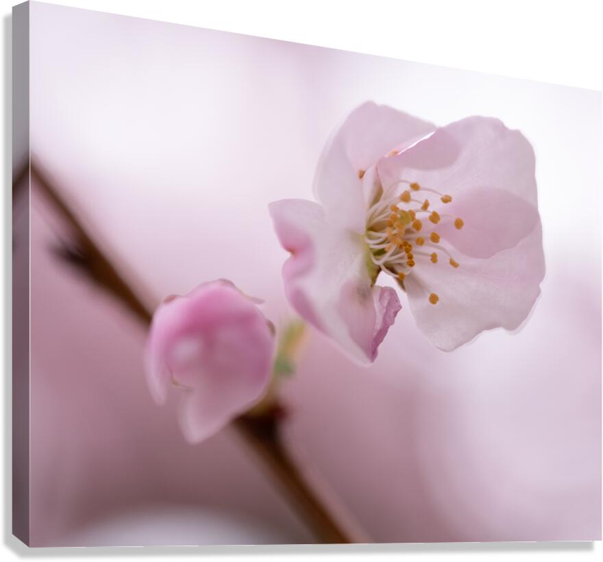 Etamines Canvas Print