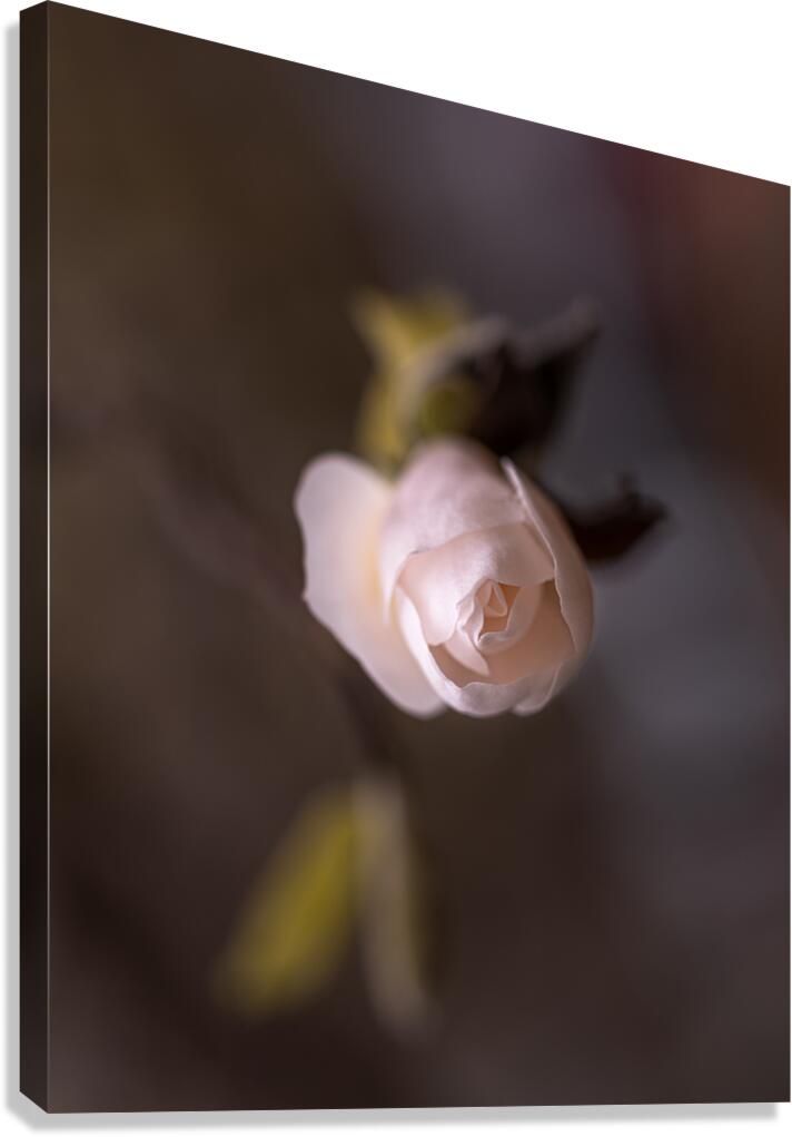 New Beginnings Canvas Print