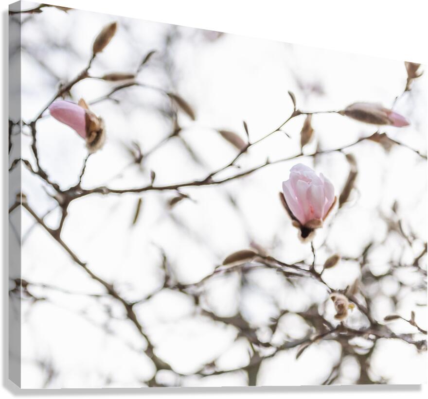 Reverie Canvas Print