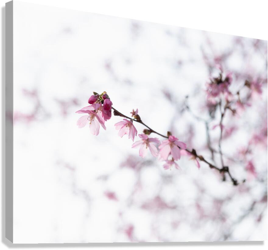 Awakenings Canvas Print