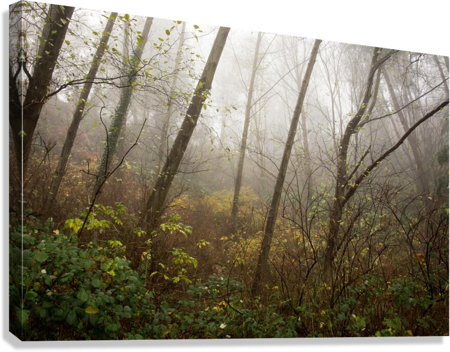 The Enchanted Forest Canvas Print