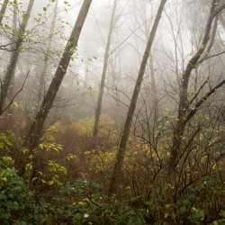 The Enchanted Forest