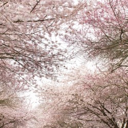 Pink Canopy