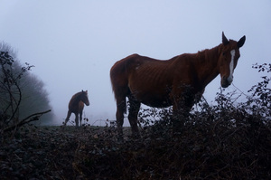Horse in the fog